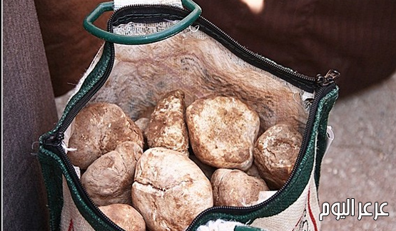 عرعر اليوم تواصل تغطيتها المميزة وتقدم تقرير بالصور والفيديو عن سوق الفقع بمدينة عرعر