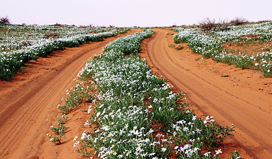 عرعر اليوم تواصل بالصور والفيديو رصد ربيع بمنطقة الحدود الشمالية وتقدم تقرير متكامل للقراء عن الخزامى بـ(حدق الجنده)