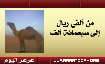 مواطن برفحاء يشتري جملاً بألفي ريال ويرفض بيعه بسبعمائة ألف ريال