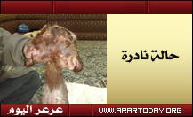 في حالة نادرة ... ولادة خروف برأسين في منطقة صحراوية بعرعر والطب البيطري يؤكد إمكانية حدوثها