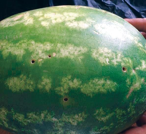 ضبط بطيخ إيراني غير صالح للاستهلاك الآدمي في عدة دول خليجية (صور)