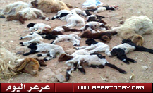 مرض غامض يفتك بمواشي الشمالية ويقتل اكثر من 1000رأس غنم