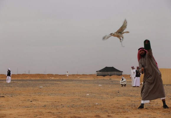 اكثر من ٤٤٧ مشارك في سباق الصقور بطريف