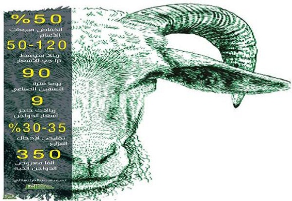 تراجع أسعار الأغنام 30 %.. والدواجن تصل إلى 9 ريالات