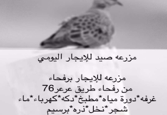 أهالي رفحاء: ملاك المزارع شركاء في إبادة الطيور المهاجرة ونطالب بمحاسبتهم