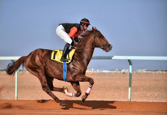 بالصور نتائج الحفل الثالث بفروسية حائل ١٤٣٨هـ