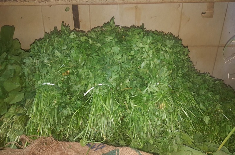 أمانة الشمالية تتلف كميات كبيرة من الأعشاب والخضروات بعد ثبوت تلوثها بمبيد Malathion