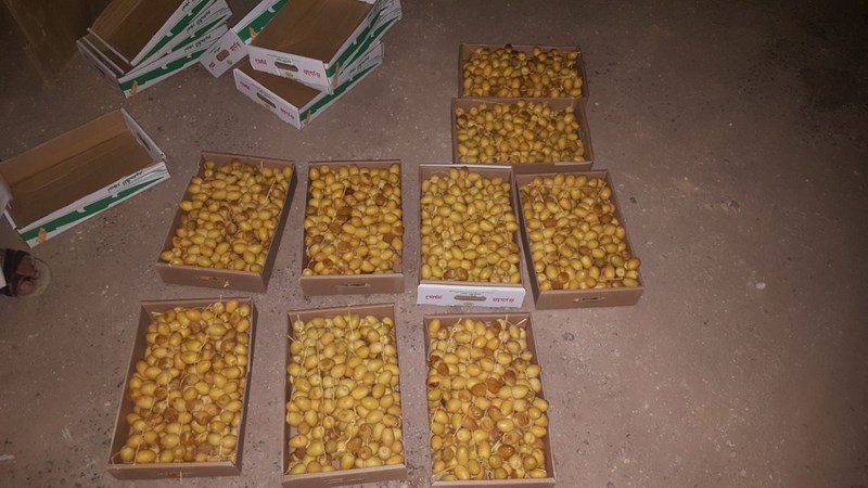 أمانة الحدود الشمالية تصادر كميات من تمور برحي القصيم