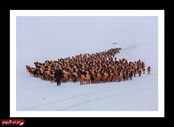 الأمير منصور بن محمد يقتني احد أعمال المصورين المشاركين بجناح المنطقة بالجنادرية