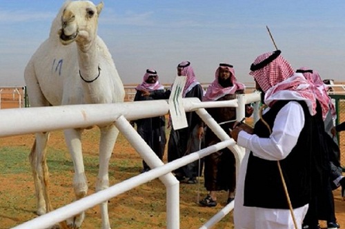 تفاصيل قرار ترقيم الإبل.. وحالات الغرامة على الملاك