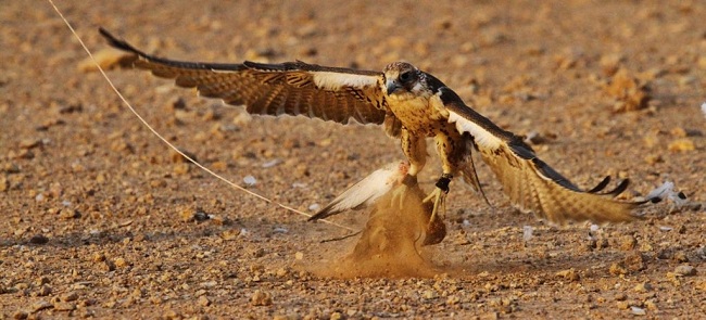 ساعات حرارية لضبط سباق الصقور بطريف