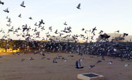 غداً الخميس إنطلاق سباق عرعر للحمام الزاجل على مستوى المملكة