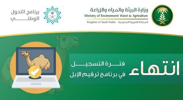 “البيئة”: انتهاء فترة التسجيل في برنامج ترقيم الإبل