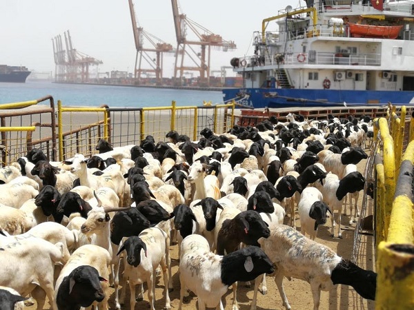 “البيئة” تفسح 238 ألف رأس من الماشية لتغطية موسم الحج