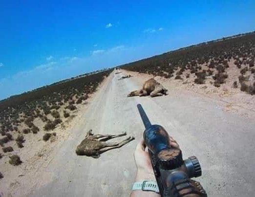 أستراليا تعدم 5 آلاف جمل بالاستعانة بقناصة من الجيش