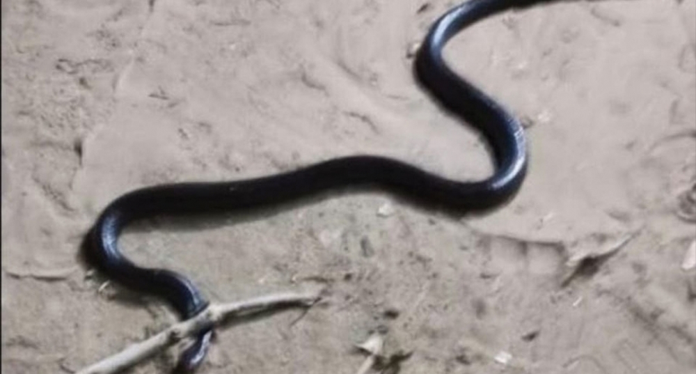 باغتته بلدغة قاتلة خلال إطعامها .. أفعى سامة تنهي حياة مواطن