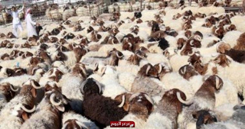 وزارة الزراعة تكشف سبب ارتفاع أسعار المواشي رغم وفرة المعروض