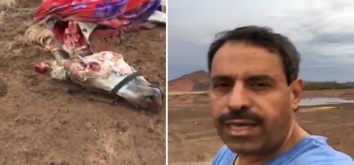 فيديو صادم لذئب يفترس حصان .. ومواطن يصاب بالذهول من بشاعة المنظر
