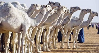 وزارة البيئة تُعلن انتهاء المهلة المحددة لملاك الإبل لتسجيل بياناتهم مجاناً