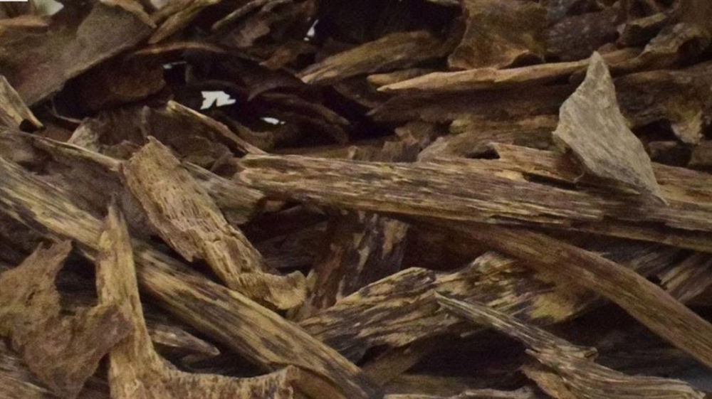 مختص : العود الموجود في أسواق المملكة زراعي .. والقديم نادر جداً