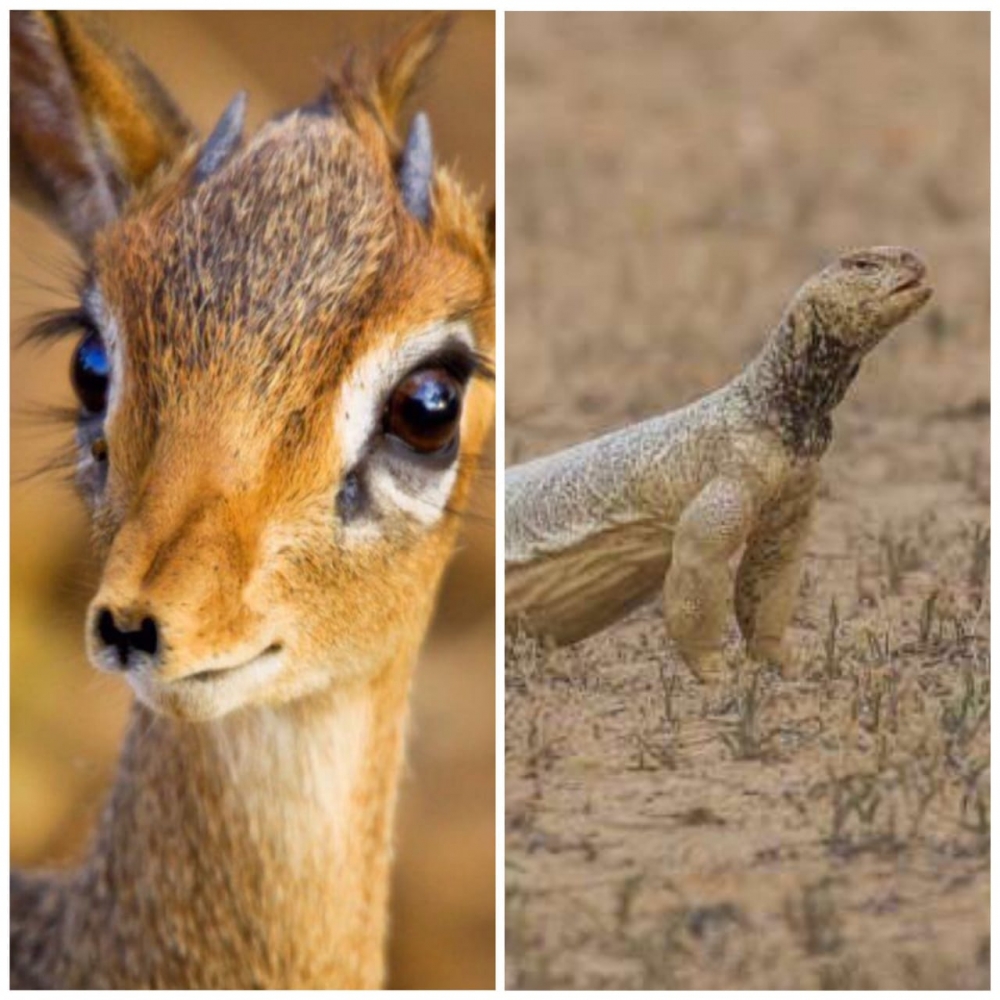 وزارة البيئة تنشر تفاصيل لائحة غرامات مخالفة صيد الحيوانات الفطرية بالمملكة