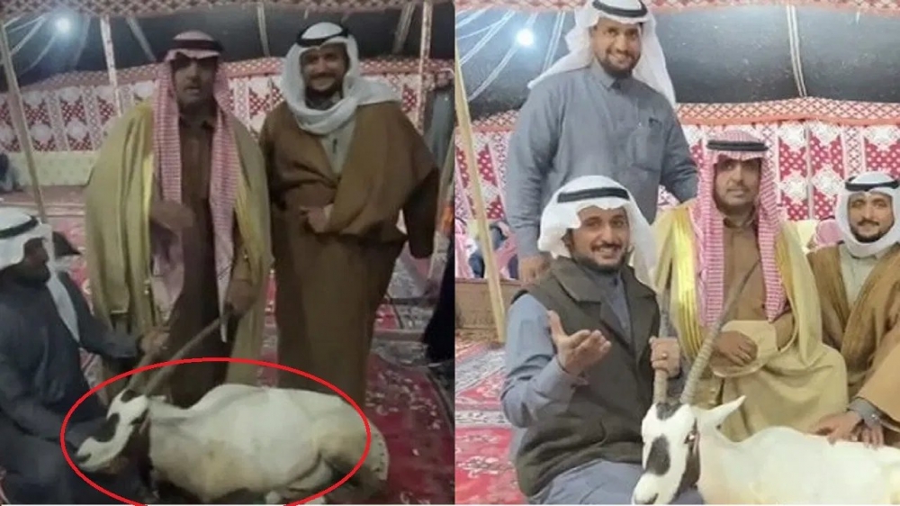 مصادر : الجهات المعنية تفاعلت مع فيديو وليمة الغزال الوضيحي.. وهذا ما توصلت إليه