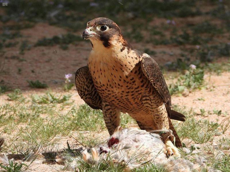 إعادة إطلاق صقور