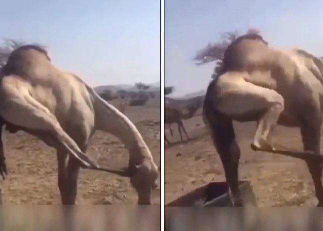 فيديو متداول لجمل يحاول أكل قدمه .. و