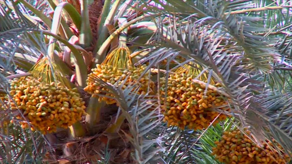 الحصيني : الخميس أول أيام