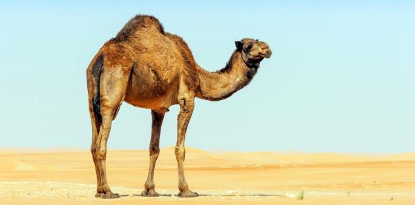 بقيمة 50 ألف ريال.. عقوبات وغرامات مالية على مخالفين لنظام الرفق بالحيوان