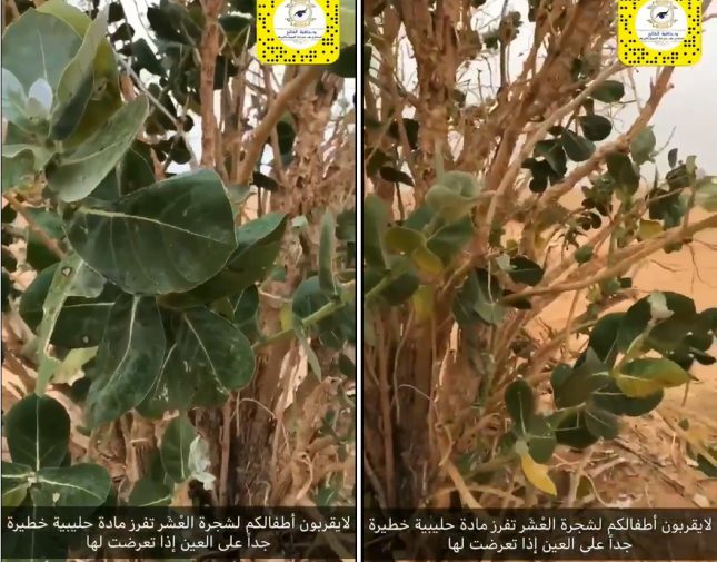 استشاري سعودي يحذر من شجرة شهيرة منتشرة في المملكة قد تصيب بـ”العمى”