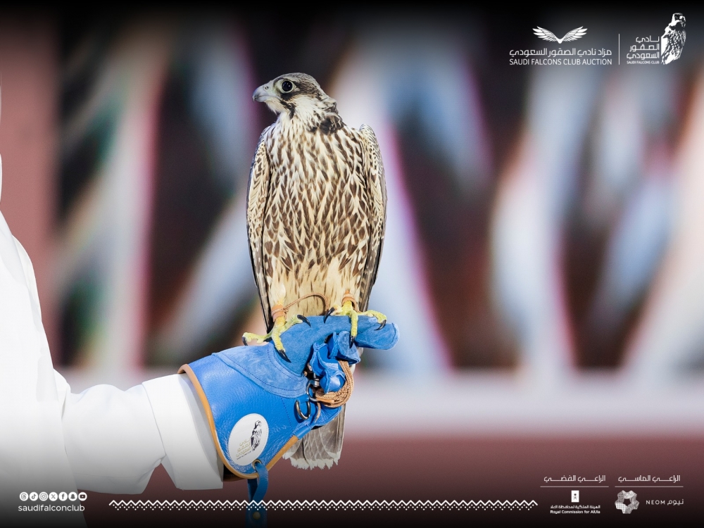 بيع صقرين بـ 154 ألف ريال في الليلة الـ 16 لمزاد نادي الصقور السعودي
