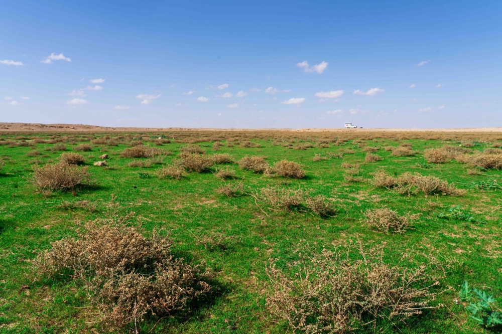 بواكير الربيع تكسو فياض وشُعْبان جنوب وشرق رفحاء بالحدود الشمالية