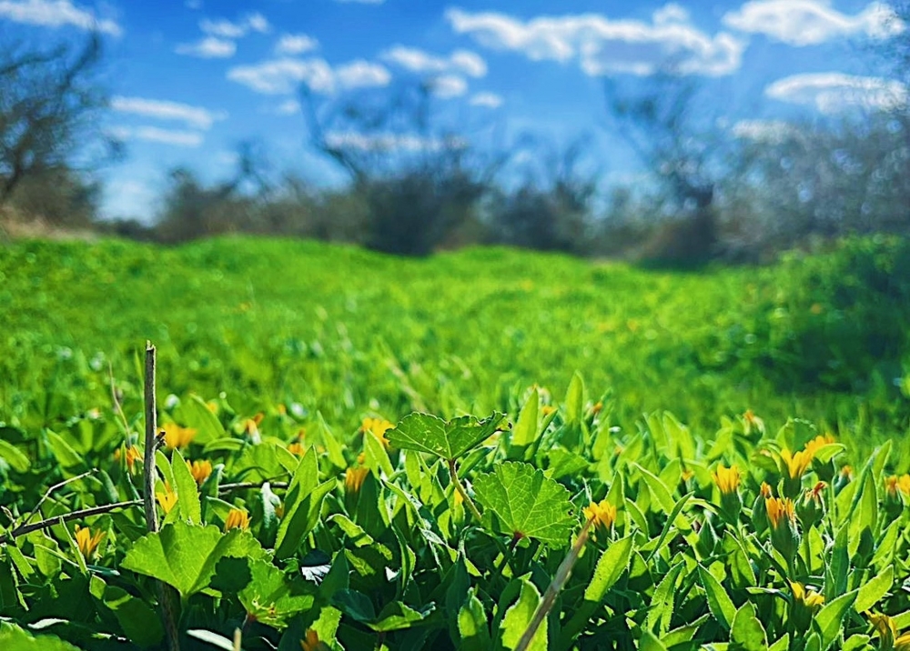 النباتات العطرية