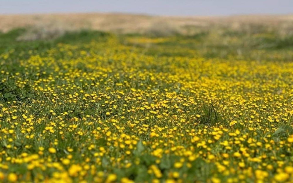 الطبيعة تنثر عبقها وخضرتها في محمية الإمام تركي بن عبدالله الملكية مع نهاية