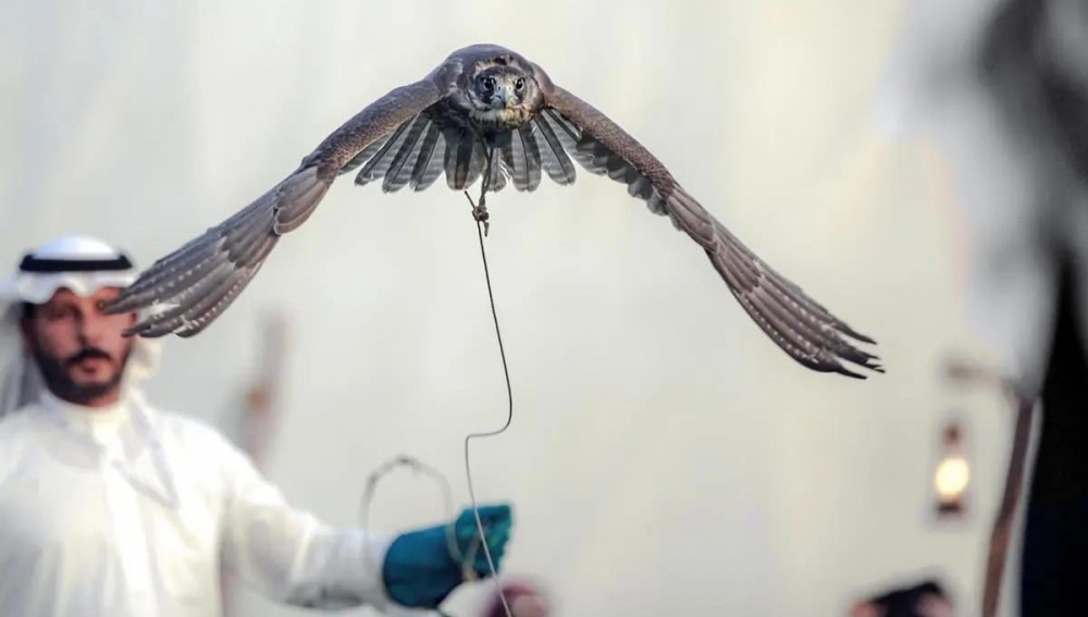 انطلاق فعاليات مهرجان الصقور بمنطقة الحدود الشمالية بنسخته التاسعة في محافظة طريف