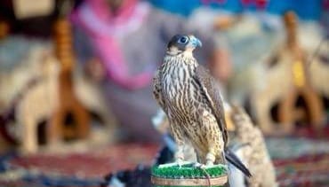 أكثر من 1000 صقر يحلق في سماء طريف بأجواء حماسية ضمن مهرجان الصقور التاسع