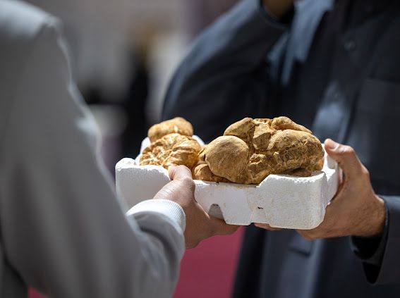 انطلاق مهرجان الكمأة والنباتات العطرية بالحدود الشمالية في نسخته الثانية بمحافظة طريف