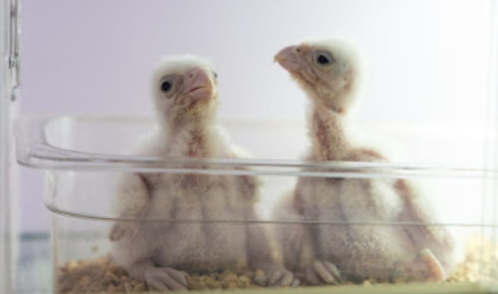 نجاح أول عملية انتاج للصقور في منطقة الحدود الشمالية