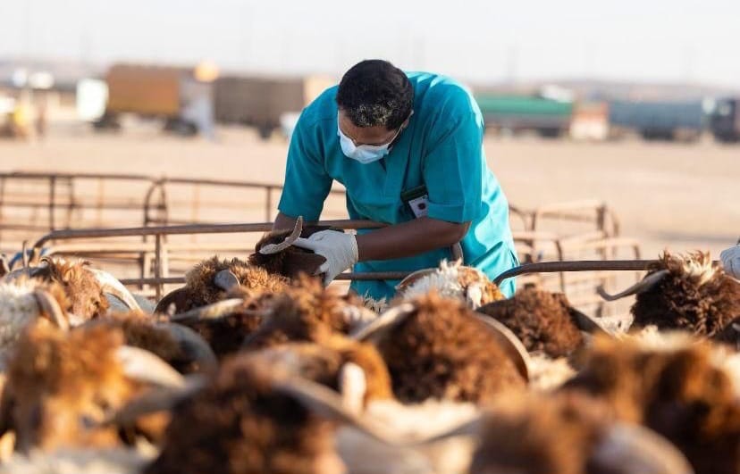 منطقة الحدود الشمالية تحتضن أكثر من 7 ملايين رأس من الثروة الحيوانية وتُسهم في دعم الأمن الغذائي الوطني