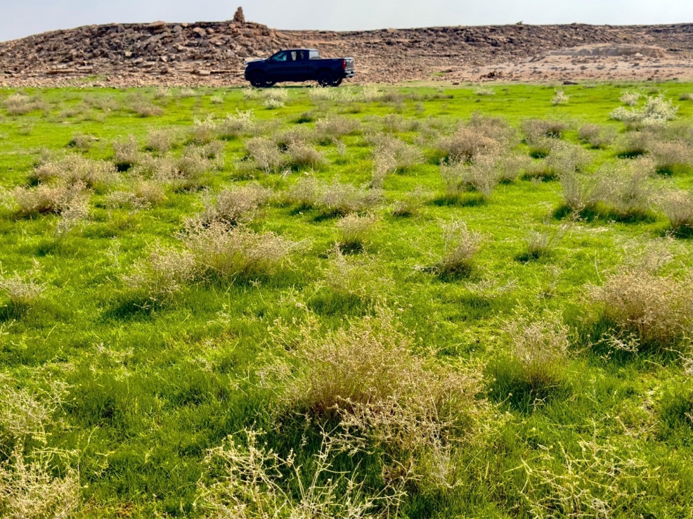 بداية بواكير الربيع شرق رفحاء