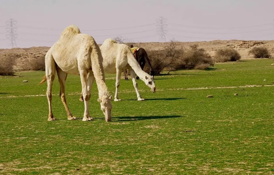 الإبل في فياض غرب رفحاء .. لوحة جمالية من الطبيعة