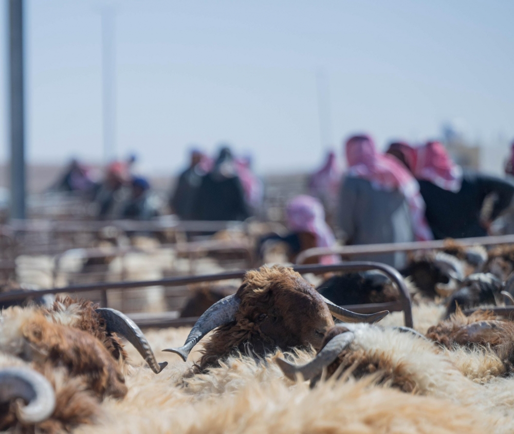 أسواق المواشي بالحدود الشمالية تشهد إقبالاً متزايداً قبيل شهر رمضان