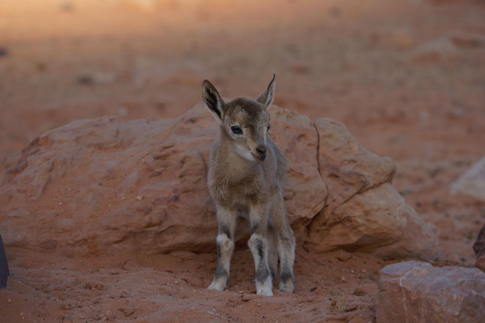 محمية الملك سلمان بن عبدالعزيز الملكية تسجل حالة ولادة الوعل النوبي