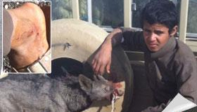 صبي يقتل ذئبًا مفترسًا دفاعًا عن والدته وإخوته بالمدينة المنورة