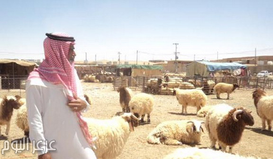 ارتفاعات جنونية لأسعار الماشية .. والمواطنون يشتكون من غياب الرقابة ( صور )